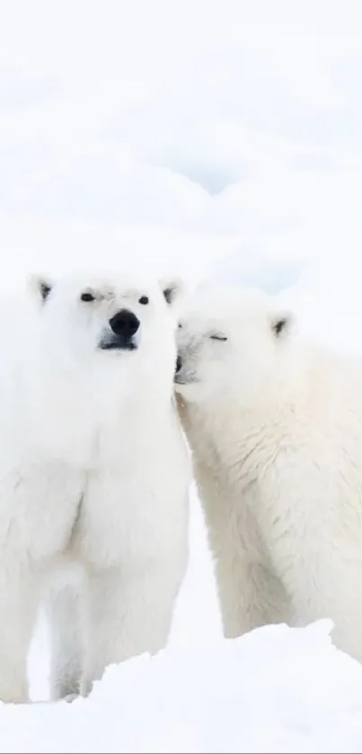 Polar bear pair cuddling in snowy landscape.