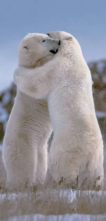 Polar bears hugging in a snowy landscape.