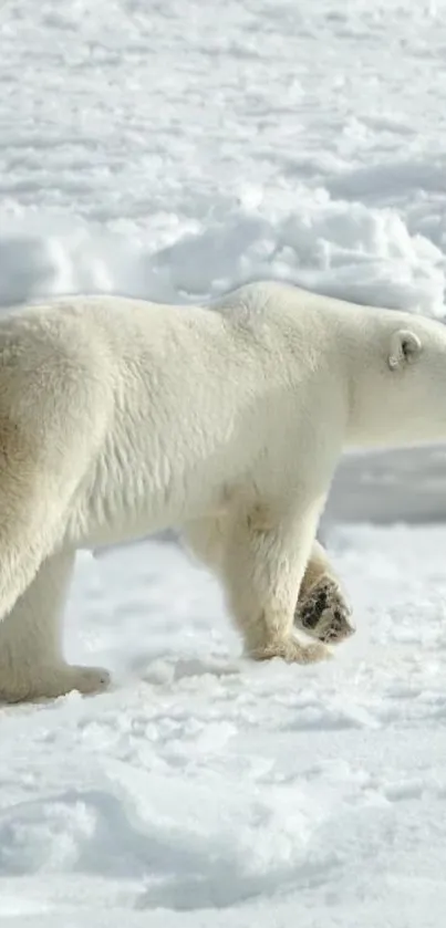 Polar bear on snowy terrain mobile wallpaper.