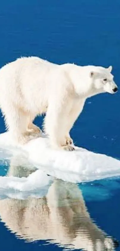 Polar bear standing on ice in the blue ocean, reflecting in water.