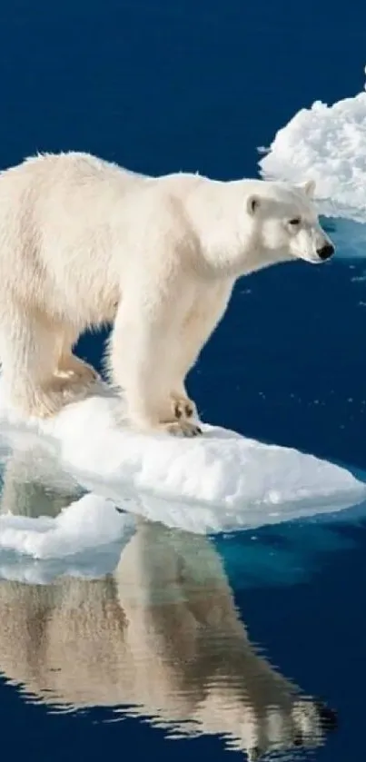 Polar bear standing on ice over blue Arctic waters.