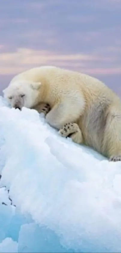 Polar bear resting on an iceberg in a calm ocean.