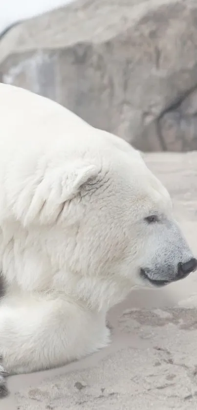 polar Bea ar Live Wallpaper