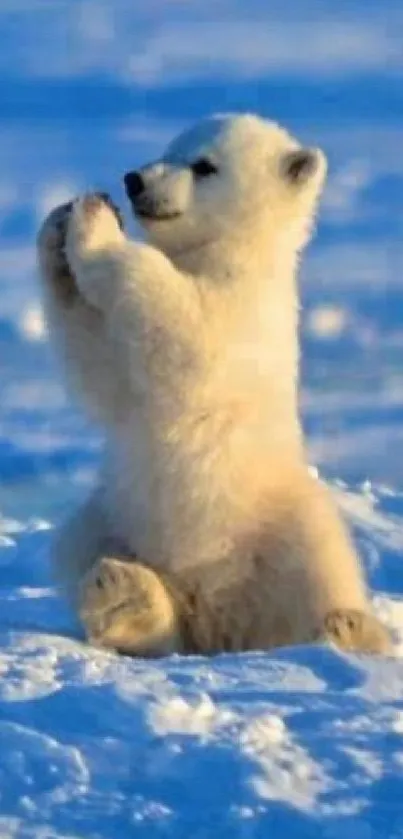 Adorable polar bear sitting on snowy terrain in arctic scenery.