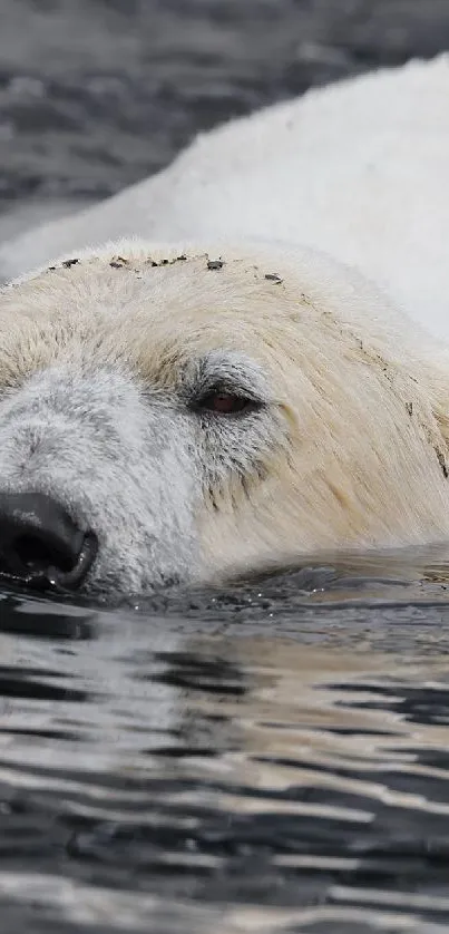 Polar bear swimming in icy Arctic waters, creating a serene wildlife scene.