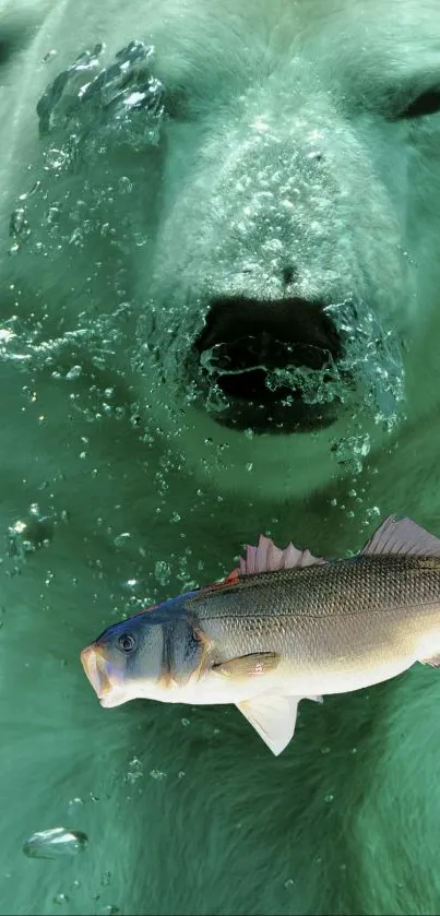 Underwater view of polar bear swimming with fish.