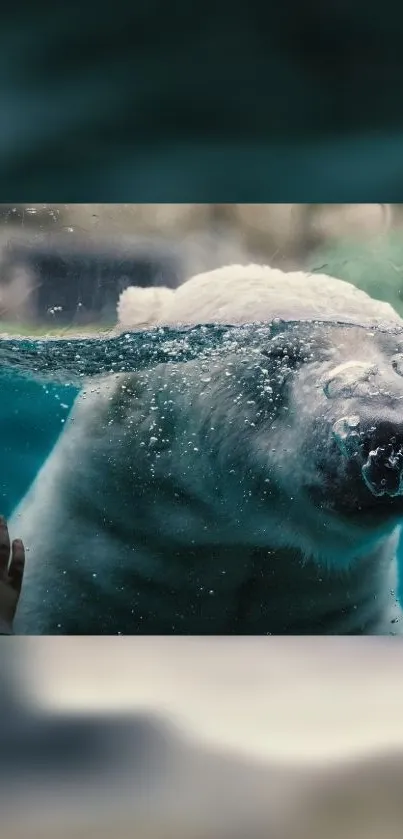 Polar bear swimming underwater with a clear blue background.