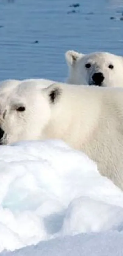 Polar bears resting on Arctic ice with serene blue water in the background.