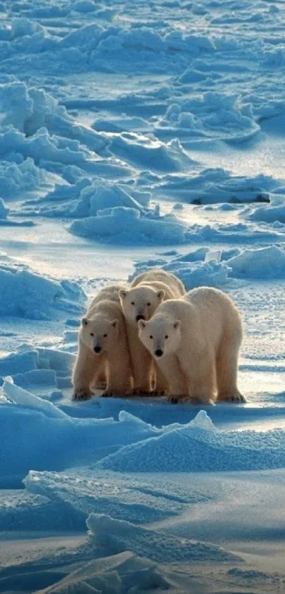 Polar bears on icy Arctic landscape with serene blue tones.