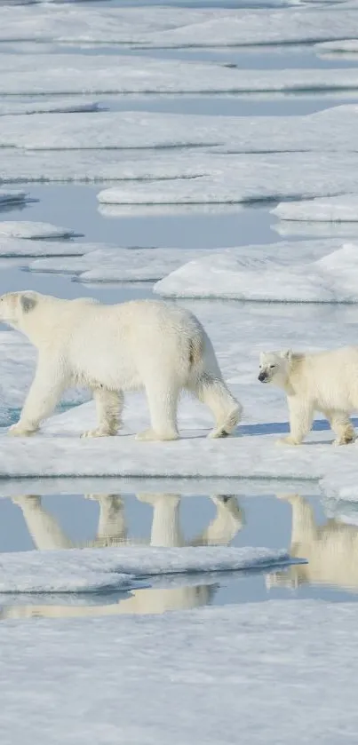 Polar bear family walking across arctic ice.