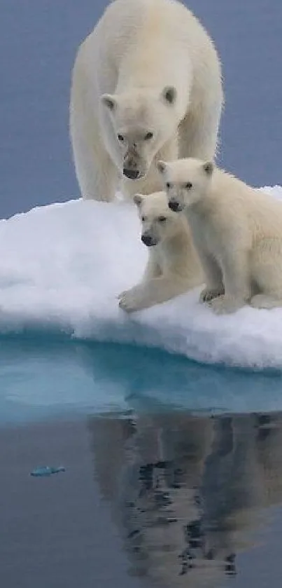 Polar bear family with cubs on ice pack.