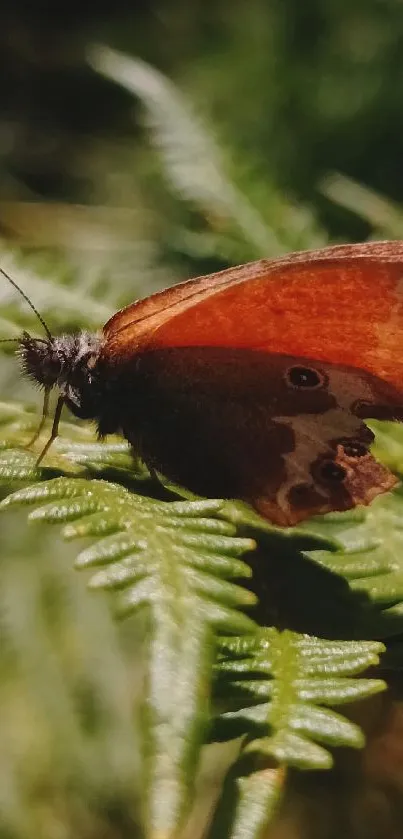 Pollinator Arthropod Butterfly Live Wallpaper
