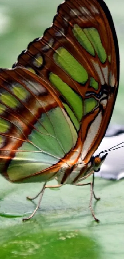 Pollinator Butterfly Arthropod Live Wallpaper