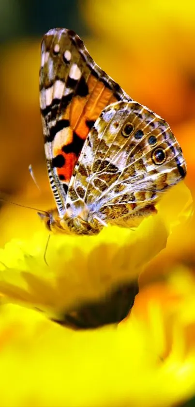 Pollinator Butterfly Insect Live Wallpaper