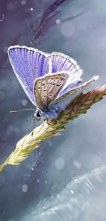 Pollinator Butterfly Plant Live Wallpaper