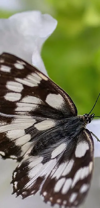 butterfly Live Wallpaper