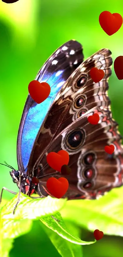 Pollinator Insect Arthropod Live Wallpaper - free download
