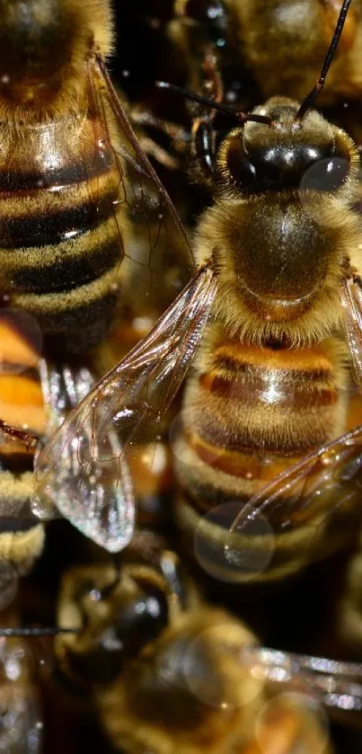 beees Live Wallpaper