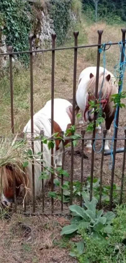 Two ponies graze behind a rustic iron fence amidst greenery.