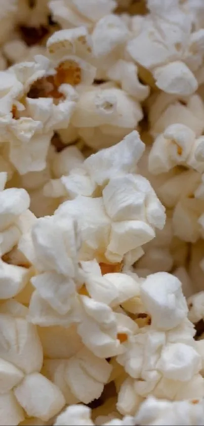 Close-up of popcorn kernel texture as a wallpaper.