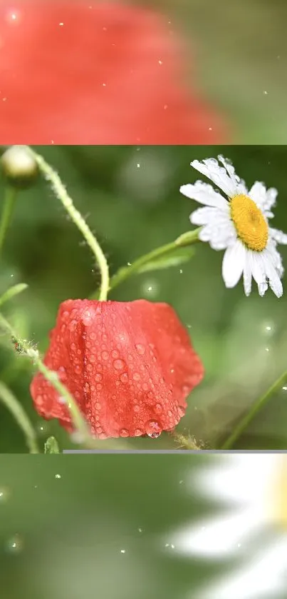 Vibrant red poppy with dewdrops beside a white daisy on green background.