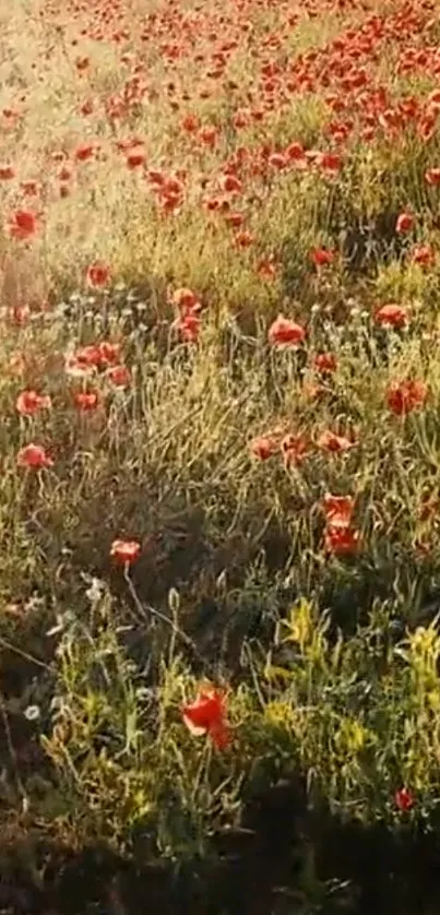 A lush poppy field glowing under golden sunlight captures nature's essence.