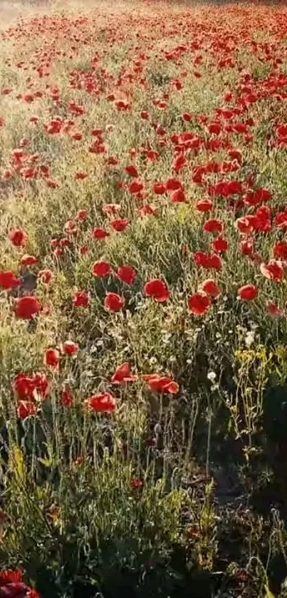 Vibrant field of red poppies under sunlight.