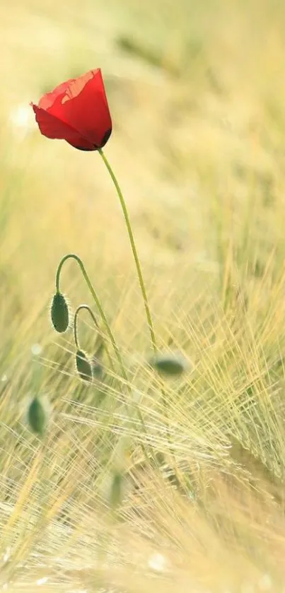 Red poppy flower in soft beige field background.