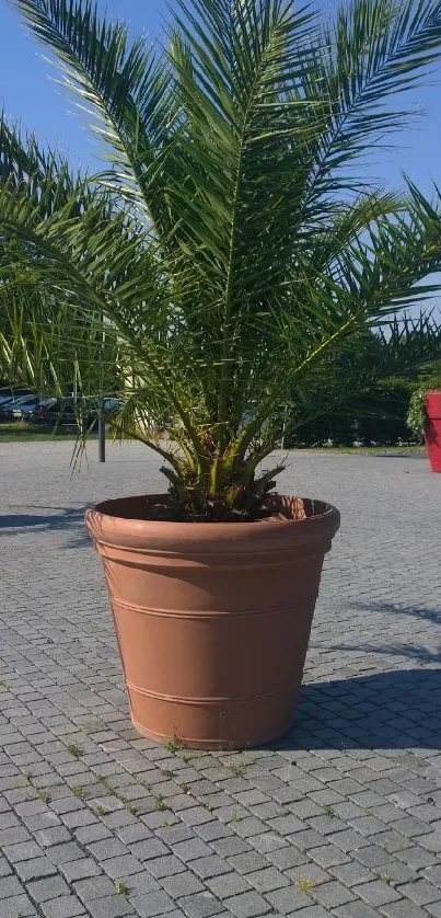 Outdoor potted palm tree on patio.