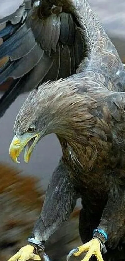 Majestic eagle in mid-flight wallpaper.