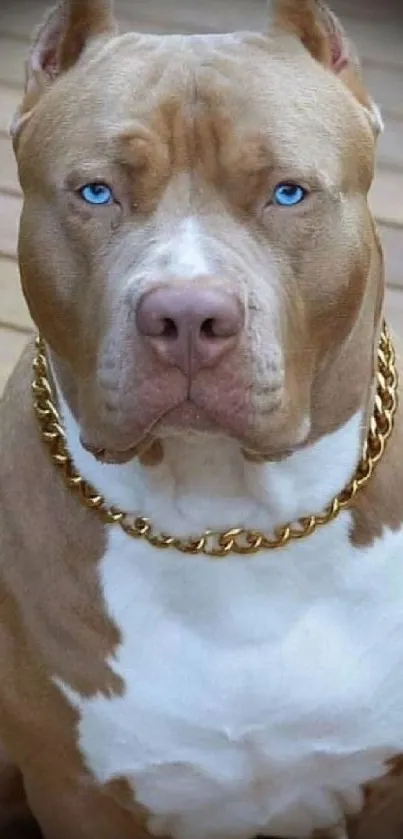 Pit bull with gold chain on wooden deck wallpaper.