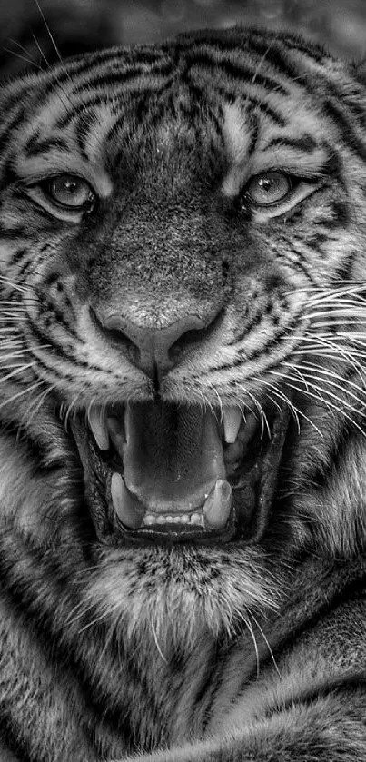 Black-and-white roaring tiger wallpaper for mobile phones.