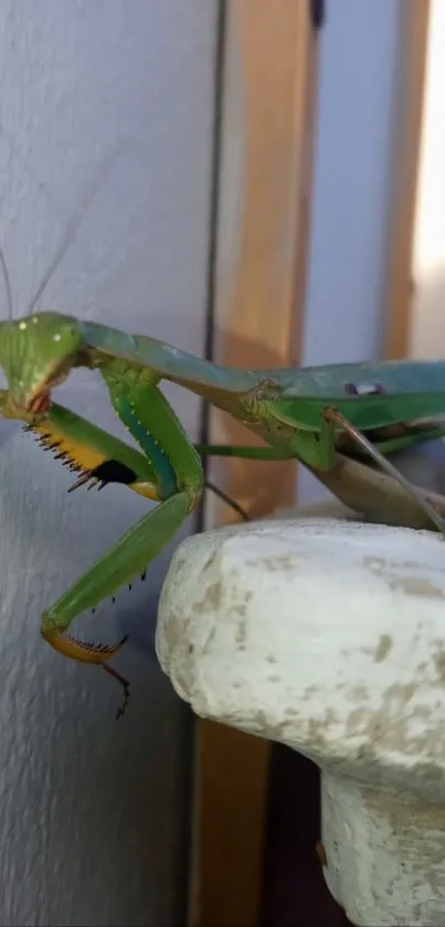 Close-up of a green praying mantis on a white surface.