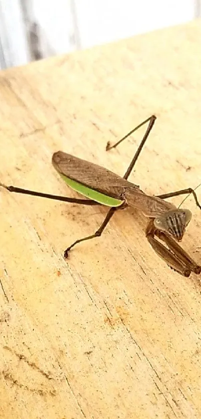 Praying mantis on a light brown wooden surface.