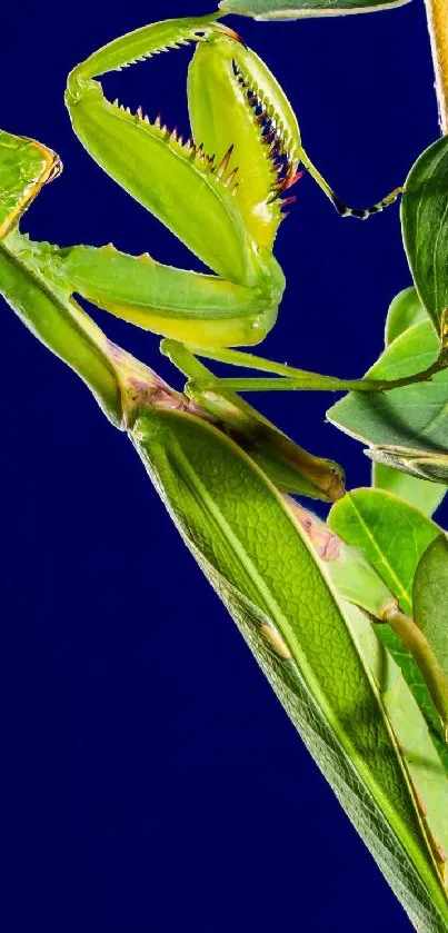 Green praying mantis perched on leaves with blue background wallpaper.