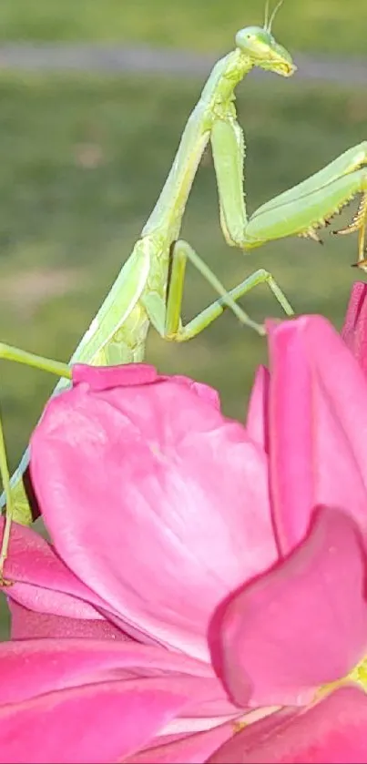 Praying mantis perched on pink flowers with a green lawn backdrop.