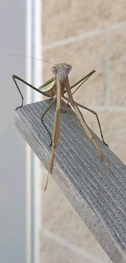 Praying mantis perched on a wooden railing with soft beige background.