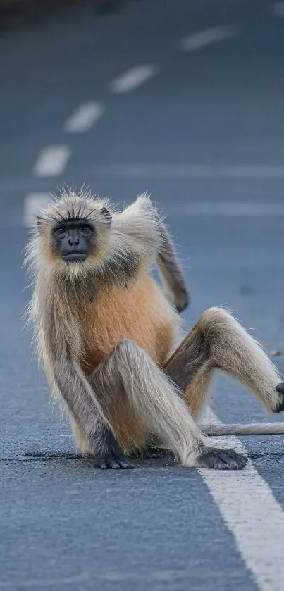 monke Live Wallpaper