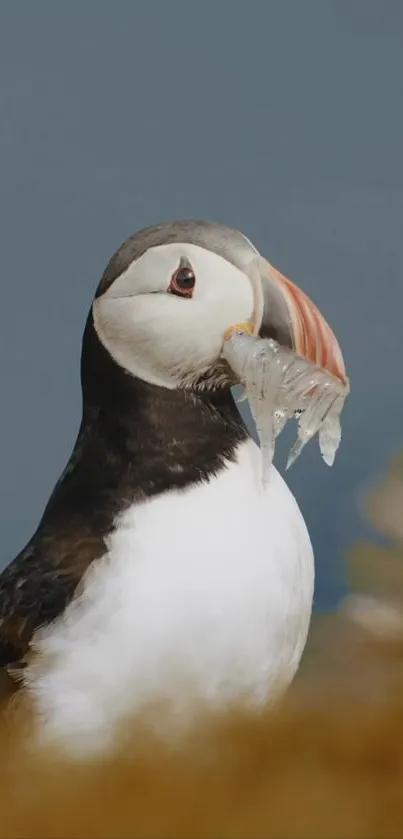 Puffin with a colorful beak holding a fish, against a blurred background.