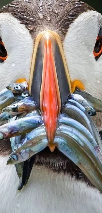 Close-up of a puffin with fish in its beak.