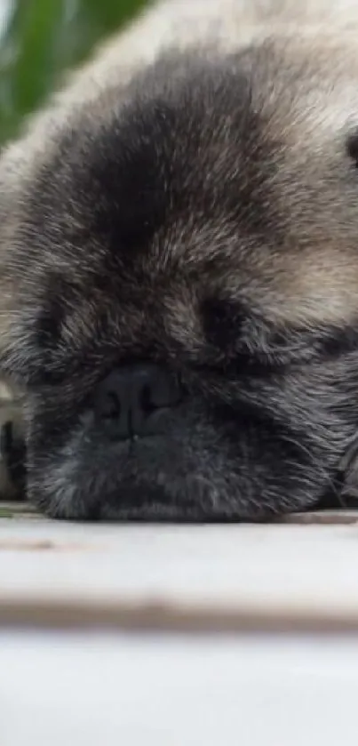 Pug Dog Eye Live Wallpaper