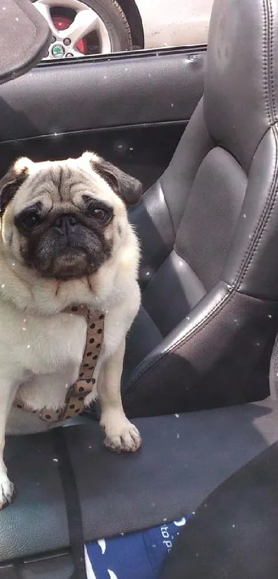 Pug sitting in a convertible car seat, exuding cuteness.