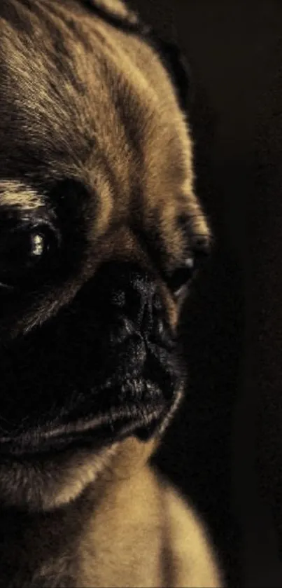 Dark moody pug portrait mobile wallpaper.