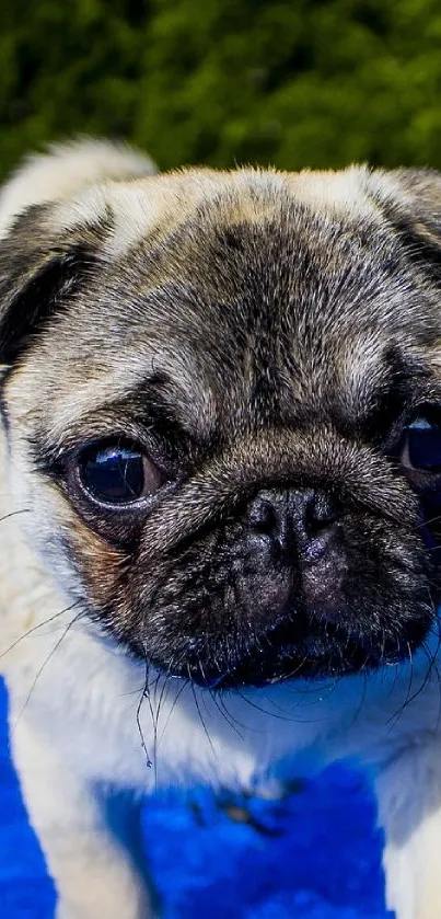 Adorable pug puppy on a vibrant blue background.