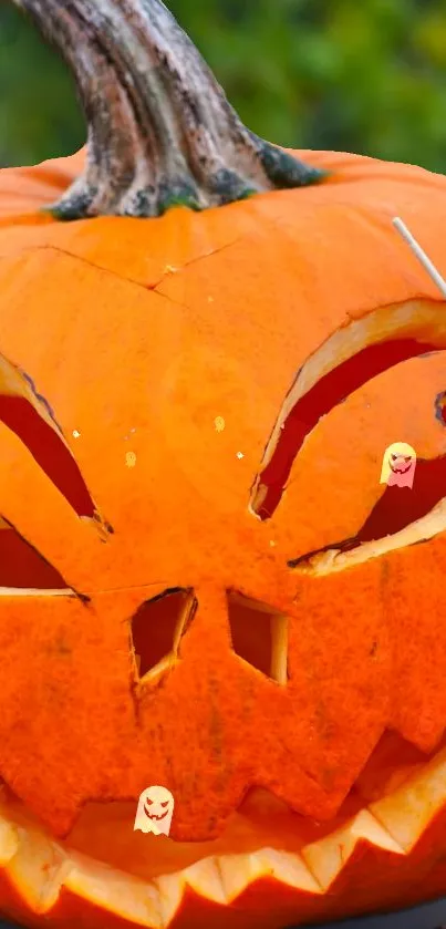 calabaza  Live Wallpaper