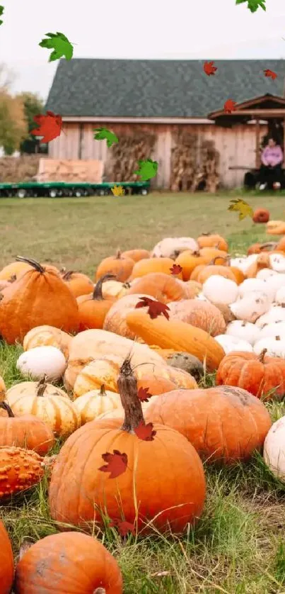 Autumn pumpkin patch scene with orange and white pumpkins scattered in a field.