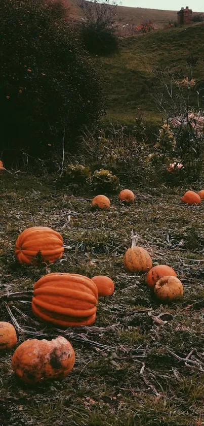 Autumn scene with pumpkins in a lush, green field.