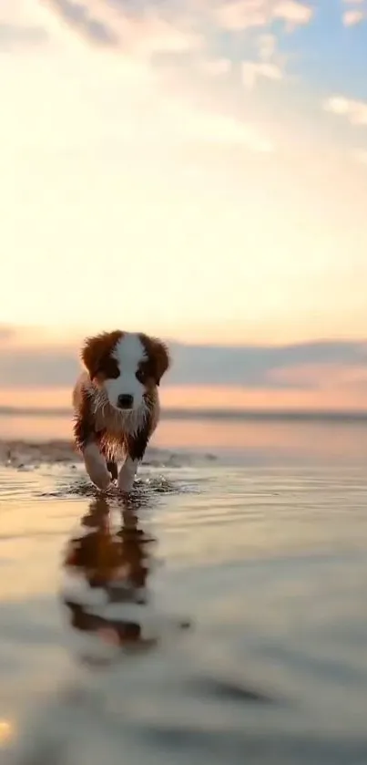 Adorable puppy walking on a sunset-lit beach, reflecting serenity.