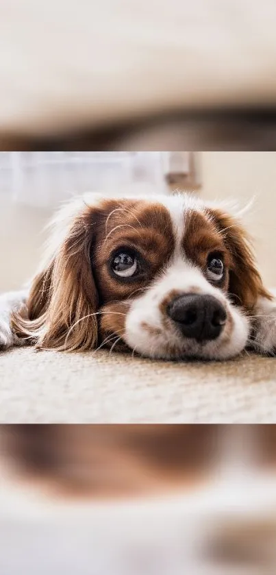 Adorable Cavalier King Charles Spaniel puppy resting on a beige carpet.