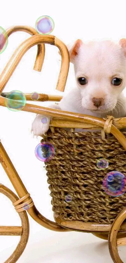 Cute puppy in a rattan basket on a small bamboo bicycle.